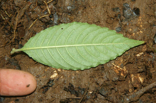 Image of Psychotria pittieri