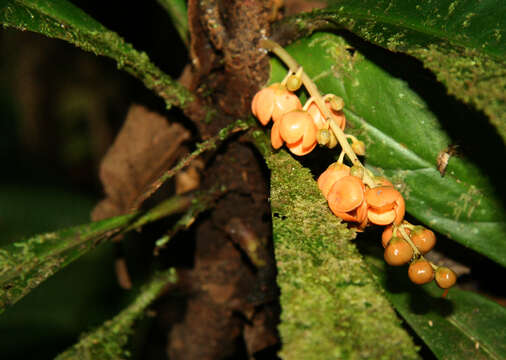 Image de Clavija costaricana Pittier