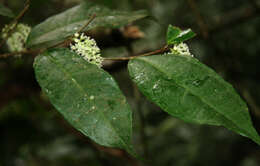 Image of Trophis involucrata Burger