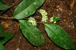 Image of Trophis involucrata Burger