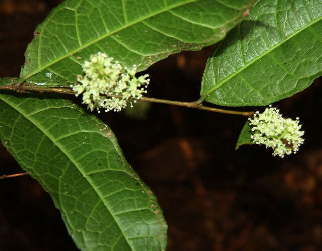 Image of Trophis involucrata Burger