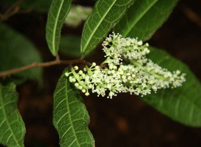 Image of Trophis involucrata Burger