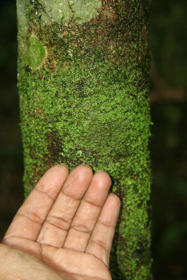 Image of Cupania latifolia Kunth