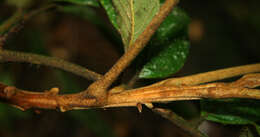 Image of Cupania latifolia Kunth