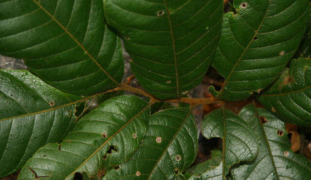 Image of Cupania latifolia Kunth