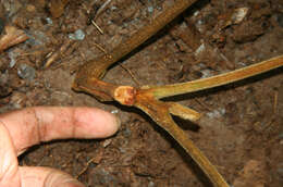 Image of Cupania latifolia Kunth