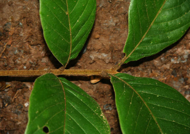 Image of Cupania latifolia Kunth