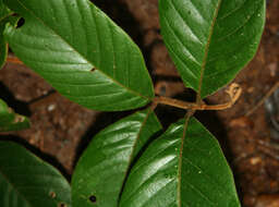 Image of Cupania latifolia Kunth