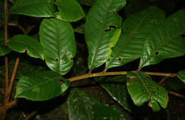 Image of Cupania latifolia Kunth