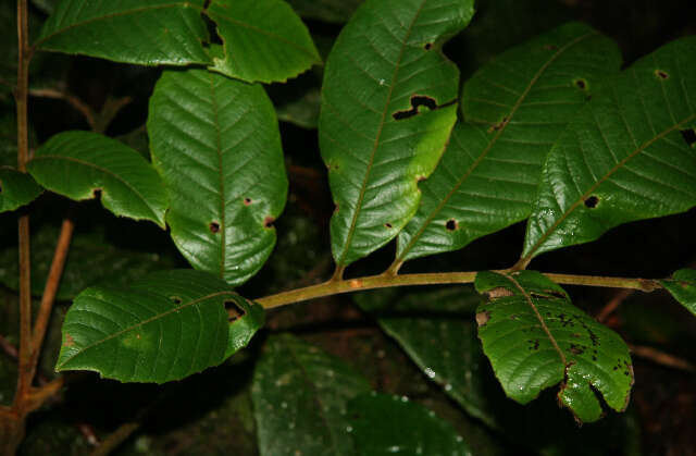 Image of Cupania latifolia Kunth