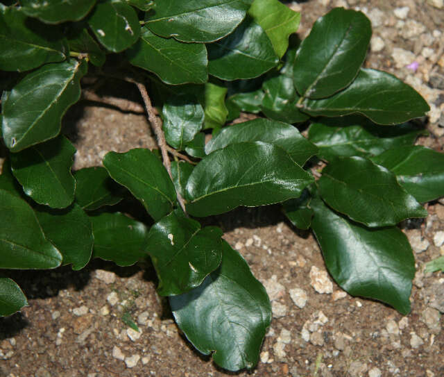 Image of krugiodendron