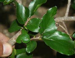 Image of krugiodendron