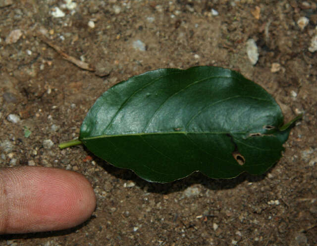 Image of krugiodendron