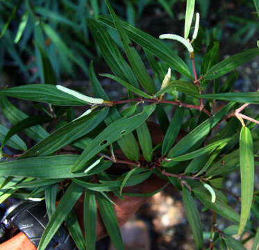 Image of Piper linearifolium C. DC.