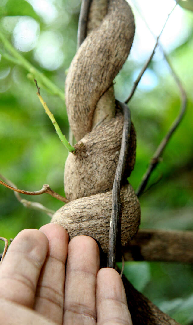 Plancia ëd Ipomoea batatoides Choisy