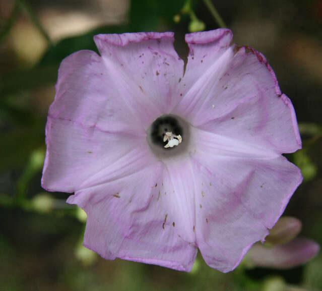 Plancia ëd Ipomoea batatoides Choisy