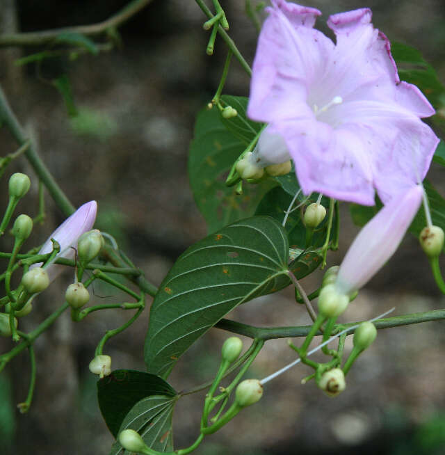 Plancia ëd Ipomoea batatoides Choisy