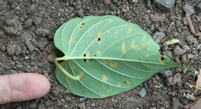 Plancia ëd Ipomoea batatoides Choisy