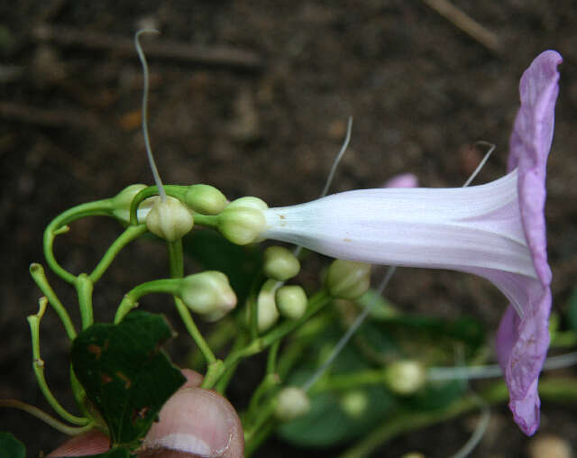 Plancia ëd Ipomoea batatoides Choisy