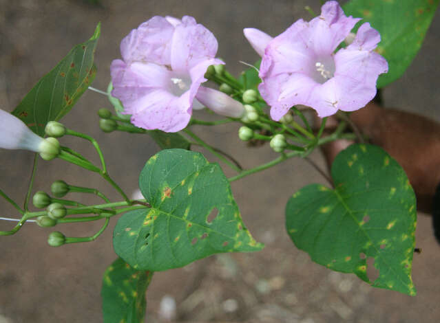 Plancia ëd Ipomoea batatoides Choisy