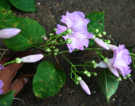 Plancia ëd Ipomoea batatoides Choisy