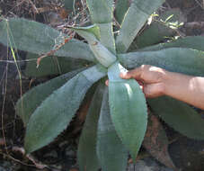 Image of Agave wercklei F. A. C. Weber ex Wercklé