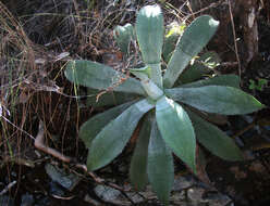 Image of Agave wercklei F. A. C. Weber ex Wercklé