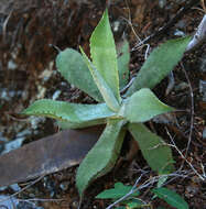 Image of Agave wercklei F. A. C. Weber ex Wercklé