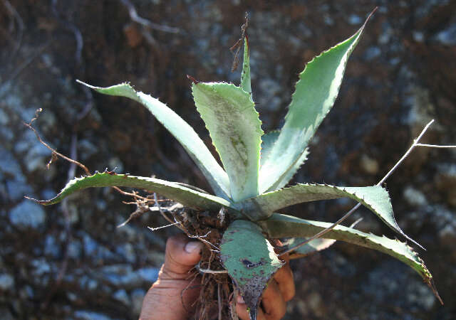 Image of Agave wercklei F. A. C. Weber ex Wercklé