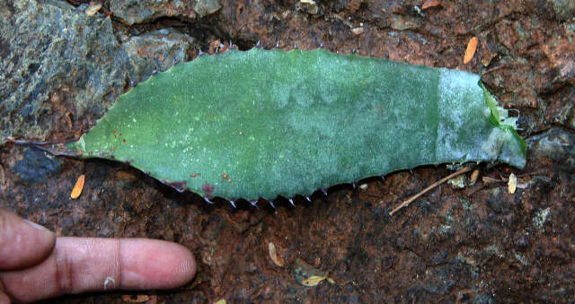 Image of Agave wercklei F. A. C. Weber ex Wercklé