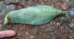 Image of Agave wercklei F. A. C. Weber ex Wercklé