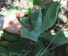 Image of Agave wercklei F. A. C. Weber ex Wercklé