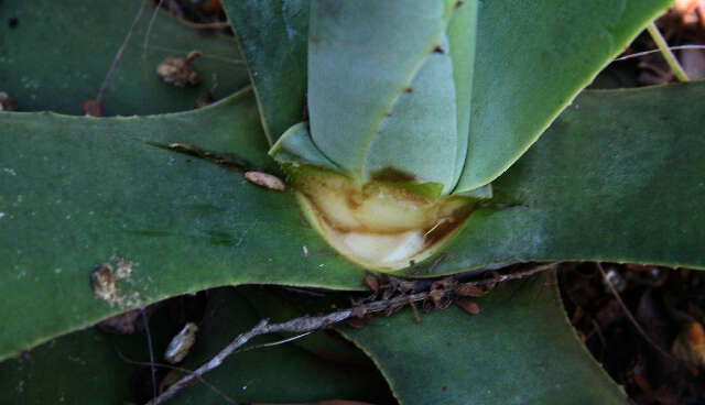 Image of Agave wercklei F. A. C. Weber ex Wercklé