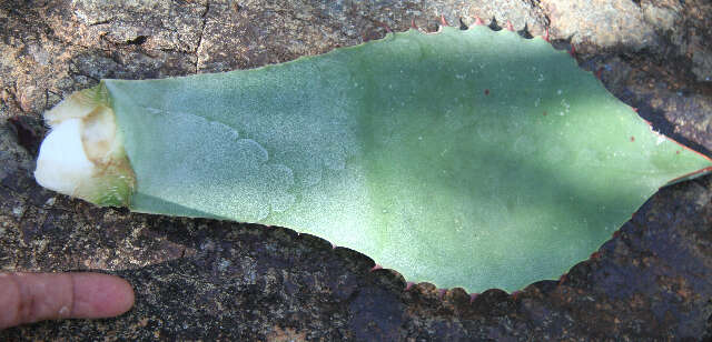 Слика од Agave wercklei F. A. C. Weber ex Wercklé