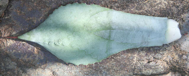 Image of Agave wercklei F. A. C. Weber ex Wercklé