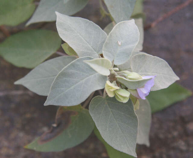 Image of Jacquemontia mexicana (Loes.) Standl. & Steyerm.