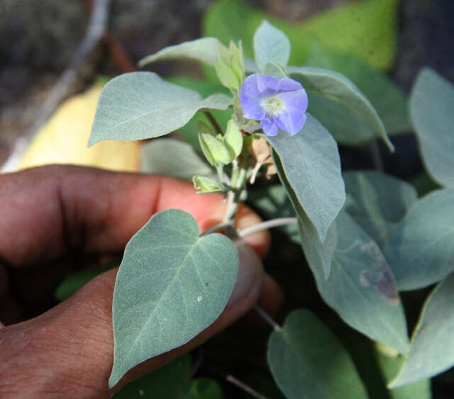 Image of Jacquemontia mexicana (Loes.) Standl. & Steyerm.