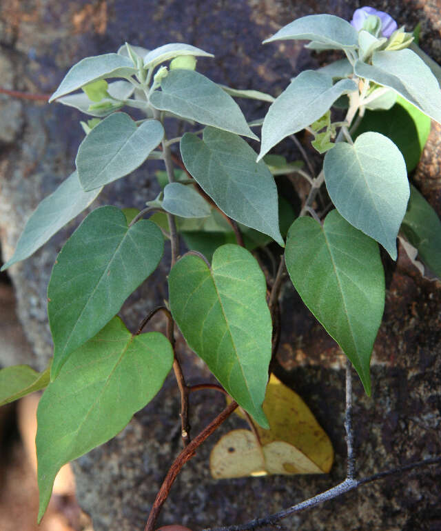 Image of Jacquemontia mexicana (Loes.) Standl. & Steyerm.