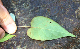 Image of Jacquemontia mexicana (Loes.) Standl. & Steyerm.