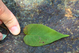 Image of Jacquemontia mexicana (Loes.) Standl. & Steyerm.