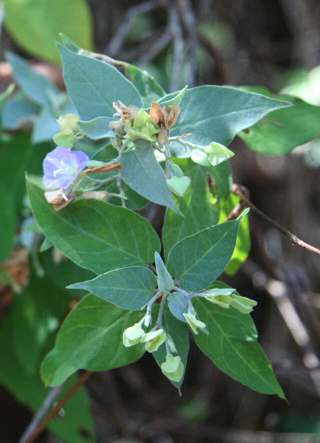 Image of Jacquemontia mexicana (Loes.) Standl. & Steyerm.