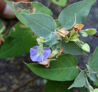 Image of Jacquemontia mexicana (Loes.) Standl. & Steyerm.