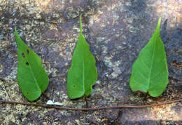 Image of Jacquemontia mexicana (Loes.) Standl. & Steyerm.