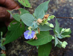 Image of Jacquemontia mexicana (Loes.) Standl. & Steyerm.