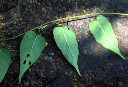 Image of Jacquemontia mexicana (Loes.) Standl. & Steyerm.