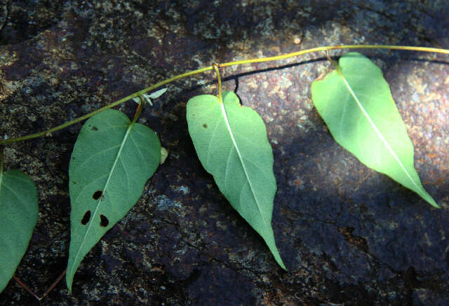 Image of Jacquemontia mexicana (Loes.) Standl. & Steyerm.