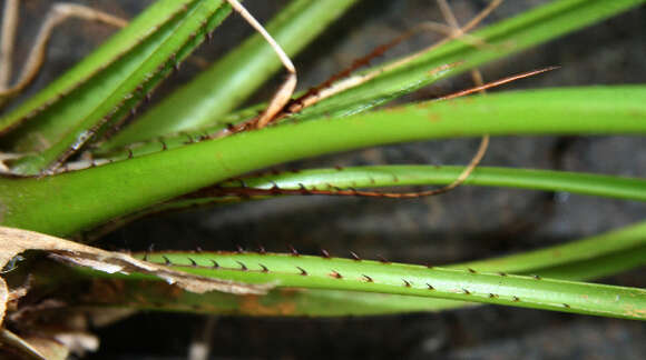 Image of Pitcairnia calcicola J. R. Grant & J. F. Morales