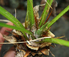 Image of Pitcairnia calcicola J. R. Grant & J. F. Morales