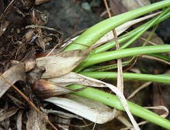 Image of Pitcairnia calcicola J. R. Grant & J. F. Morales