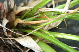 Image of Pitcairnia calcicola J. R. Grant & J. F. Morales